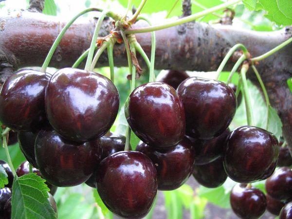 А вы знаете, как выбрать хорошие саженцы вишни и черешни?